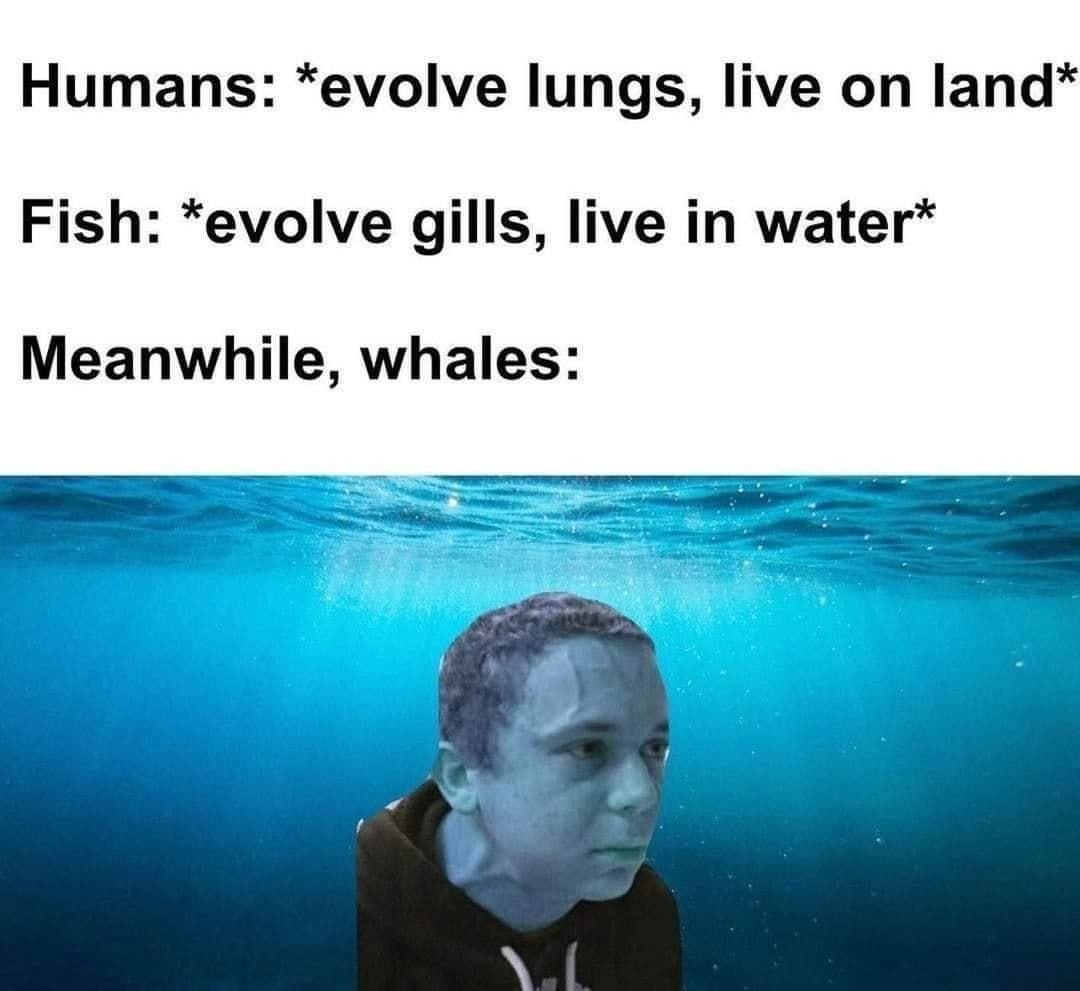 Whales said screw evolution, we’re doing both - meme