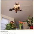 Did you know that cats can actually fly
