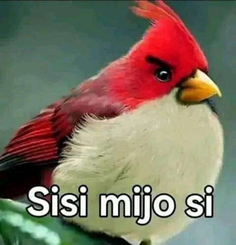 Sisi mijo si - meme