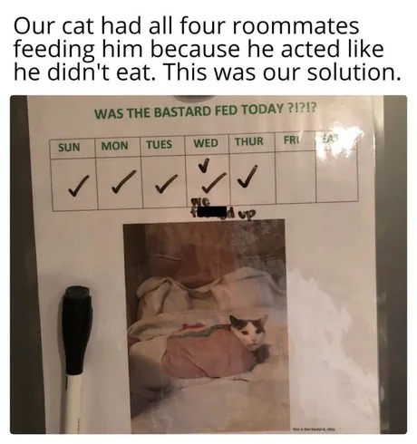 feeding the cat - meme