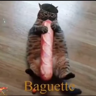 Baguette cat - meme