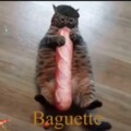 Baguette cat