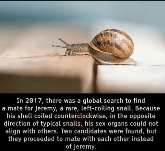 The story of Jeremy the lonely snail - meme