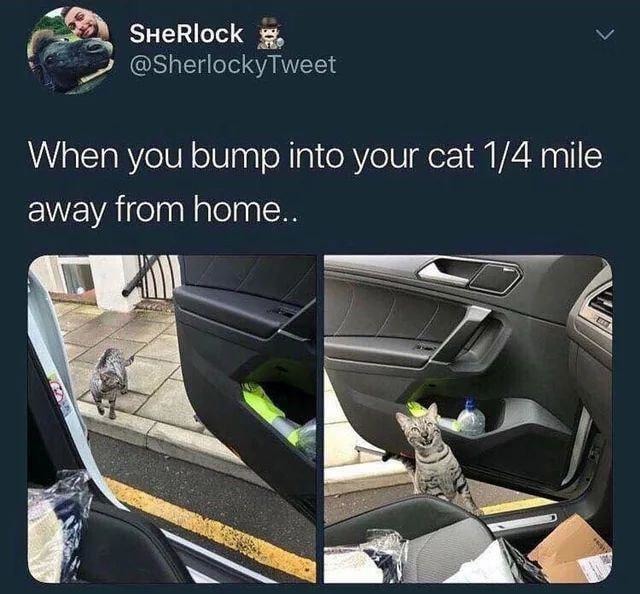 When you see your cat chilling way too far from home - meme