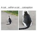 Catception