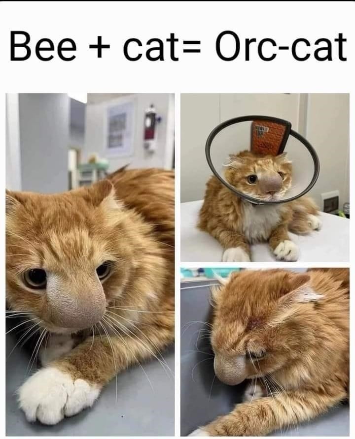 Orccat - meme