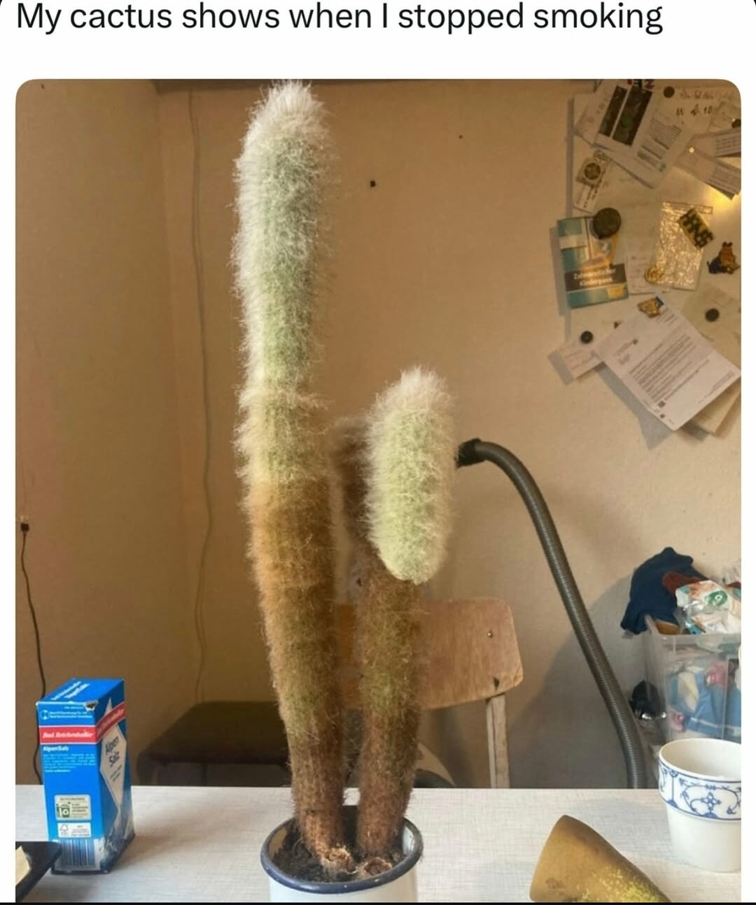 My cactus knows exactly when I quit smoking - meme