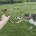 toot cat
