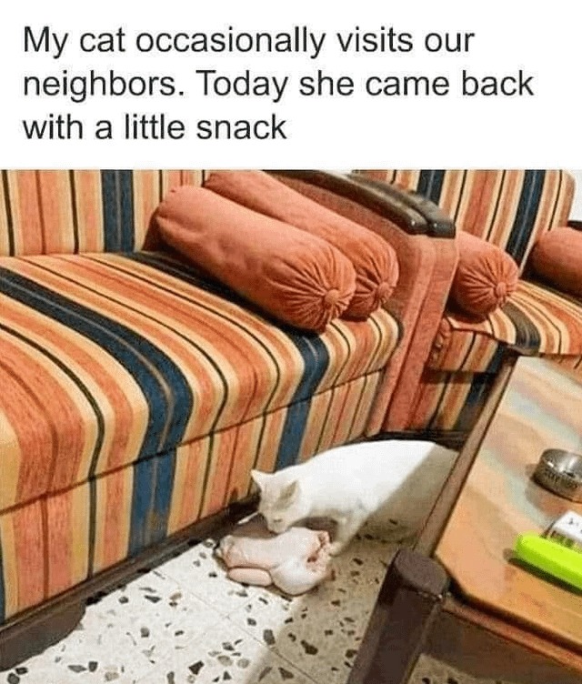 Catto stole a whole chicken - meme