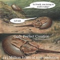 Horseshoe crabs will never evolve
