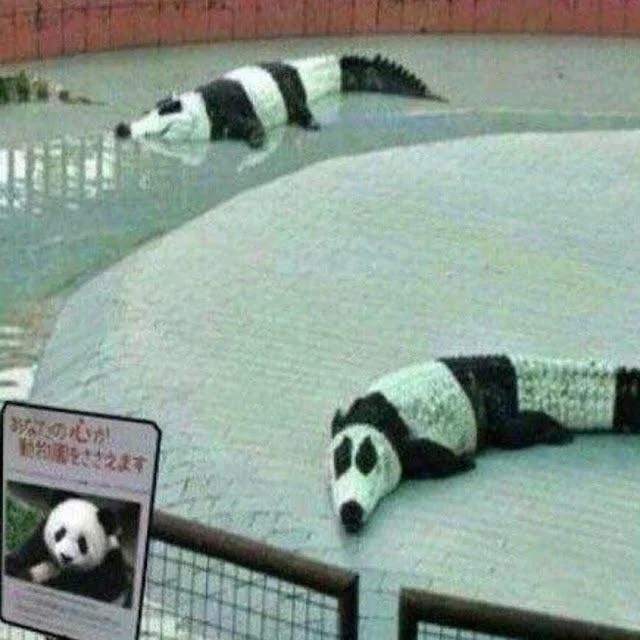 Fluffy panda - meme