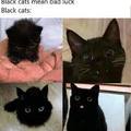 Black cats do not mean bad luck why blame black cats of bad luck
