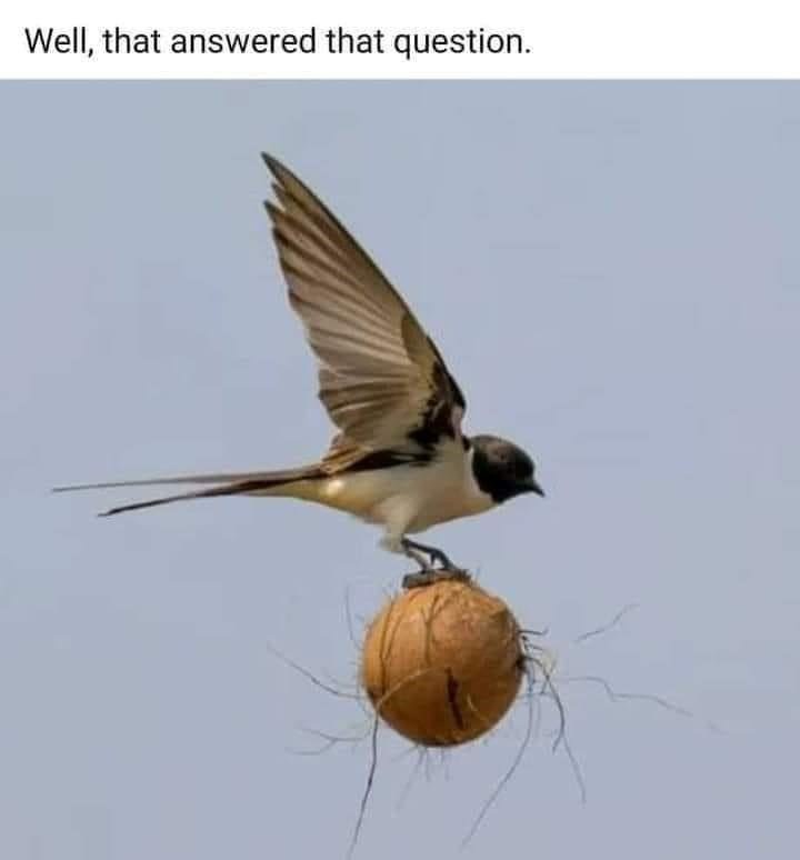 How a 2 oz bird carries a 2 pound coconut - meme