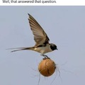 How a 2 oz bird carries a 2 pound coconut