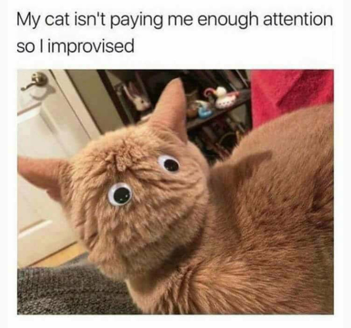 Cat's are the only things that keep me going - meme