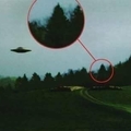 UFO spots a tree