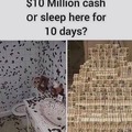 10 MM cash or stay with cockroaches