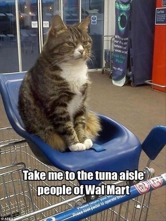 To the tuna we go! - meme