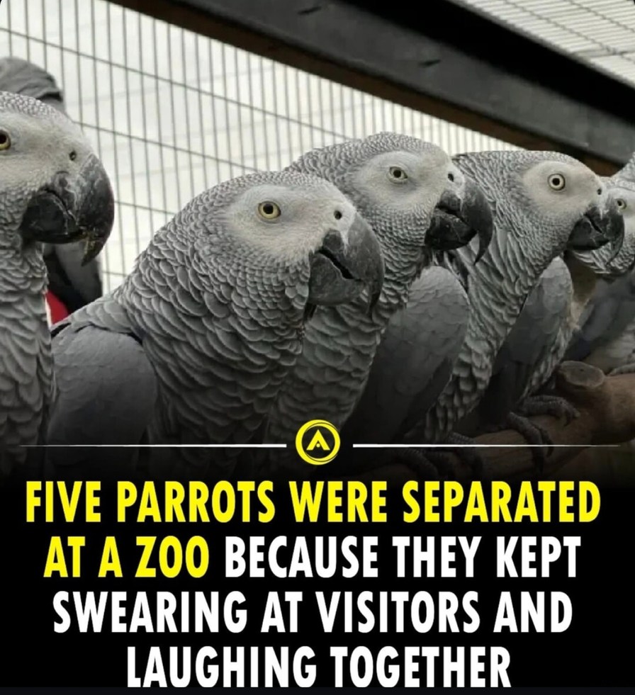 Parrots split up for swearing and laughing at people - meme