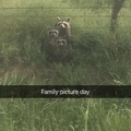 Trash pandas have families too!