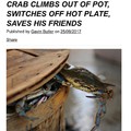 CRABO DOES A SAVE