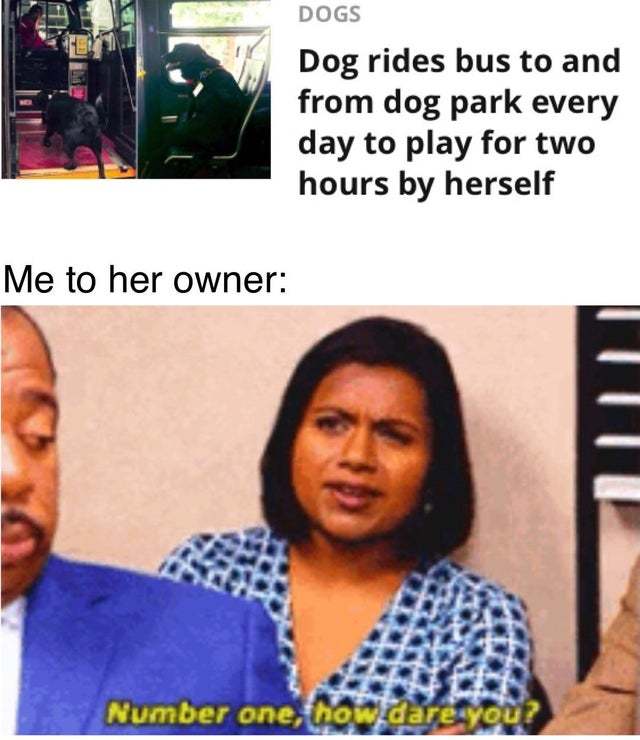 Dog rides bus to and from dog park every day to play for two hours by herself - meme