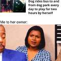 Dog rides bus to and from dog park every day to play for two hours by herself