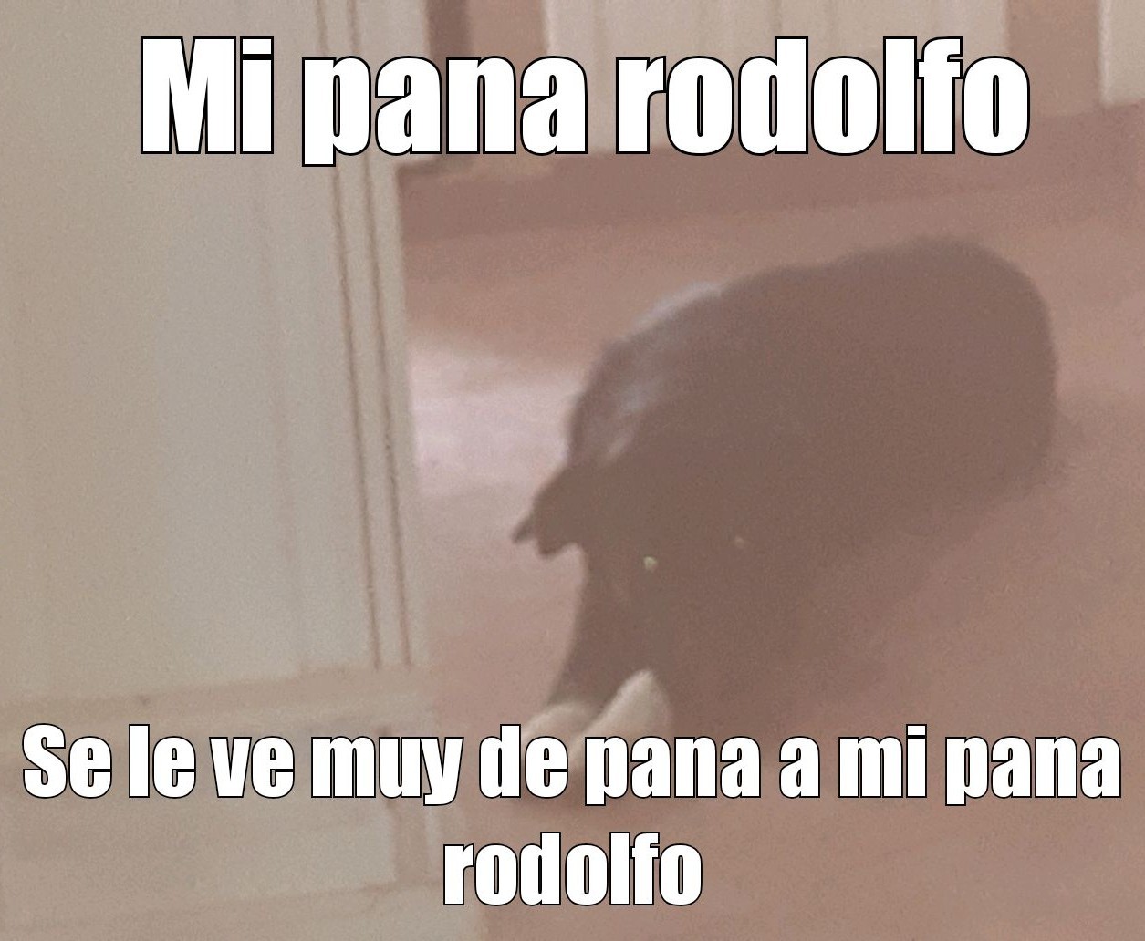 Rodolfo mi pana - meme