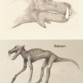 Dibujando animales basandose solo en su esqueleto