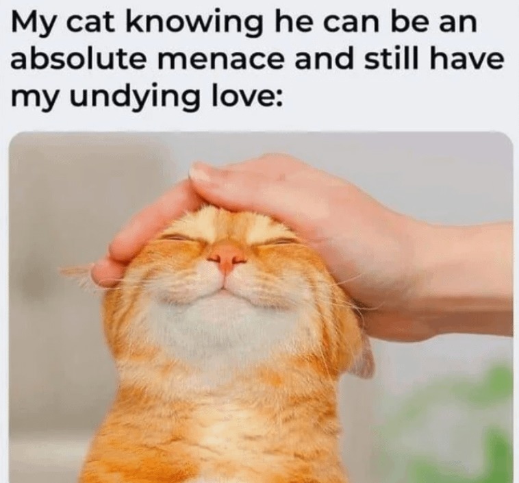 Cat: I can be a menace and you’ll still love me - meme
