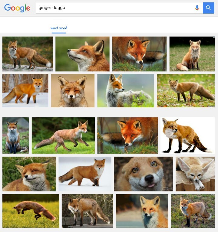 the correct pronounciation of fox - meme