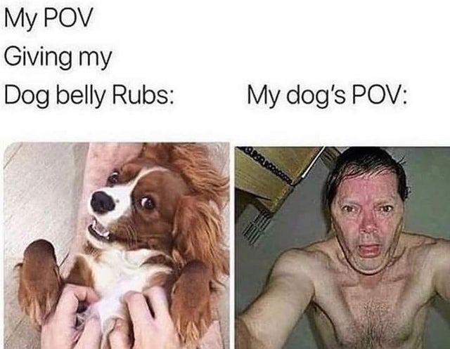 dog belly rubs - meme
