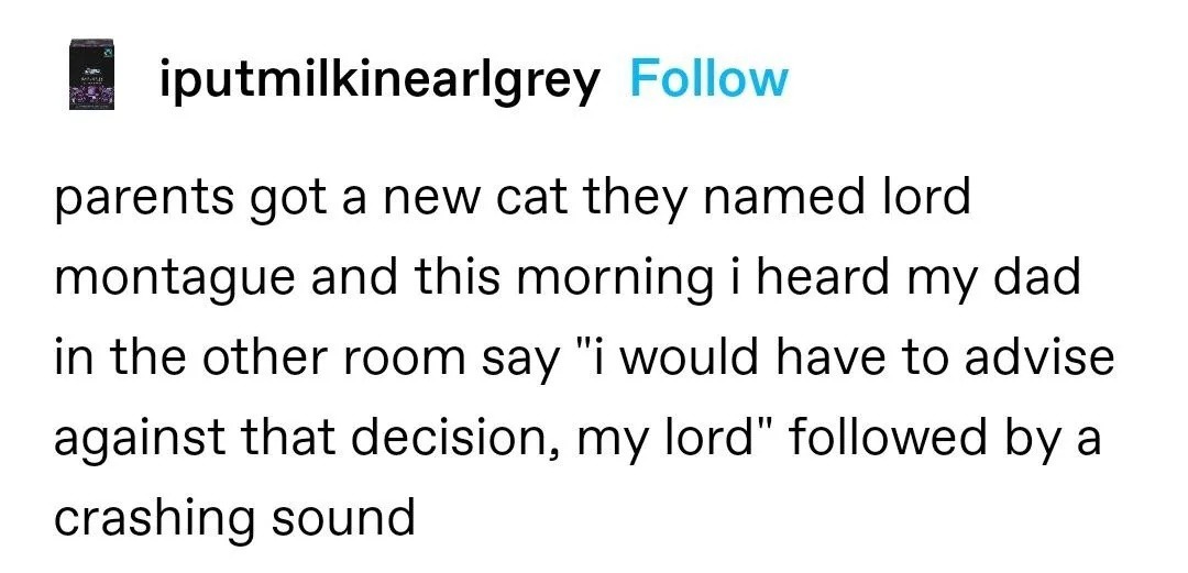 Dad talking to the cat like it's a medieval lord again - meme