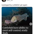 Human < cuttlefish