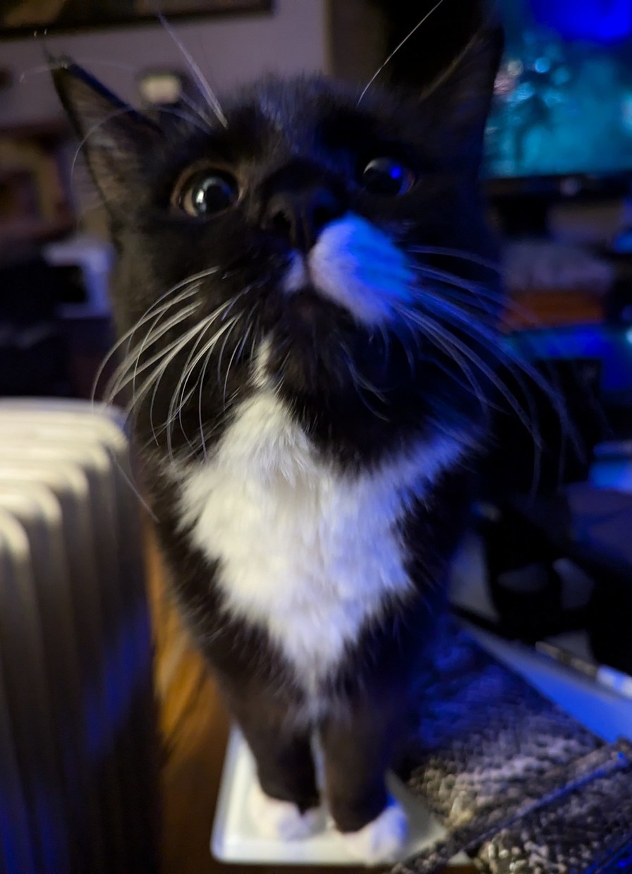 The cat known as martini - meme