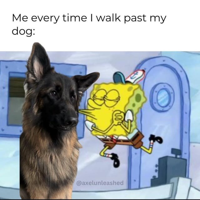 Every time I walk by my dog like I’m not his entire world - meme