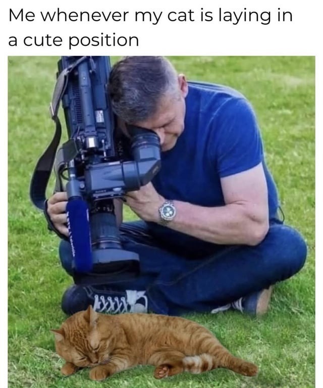 Me every time my cat looks like a loaf of love - meme