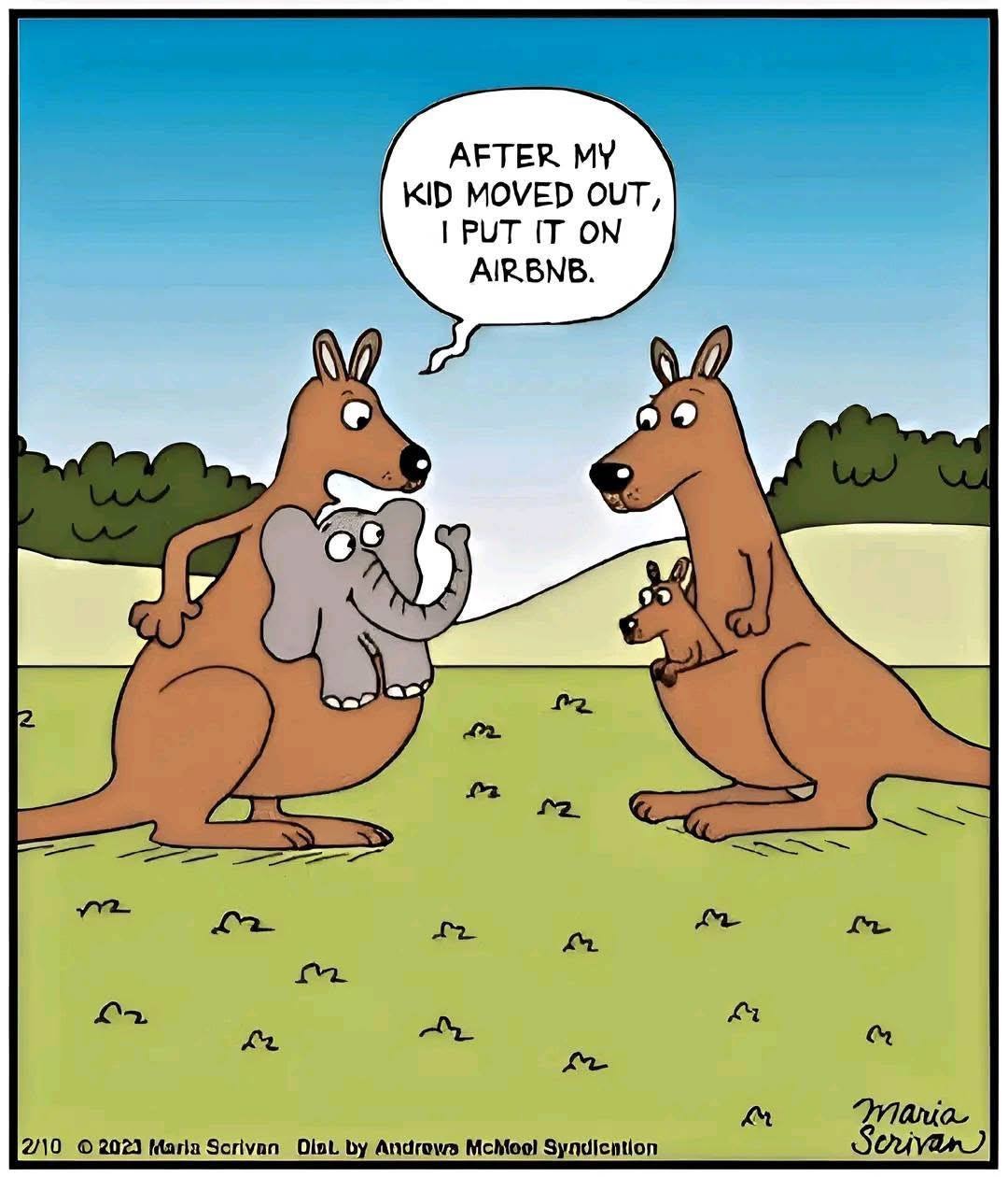 kangaroo - meme