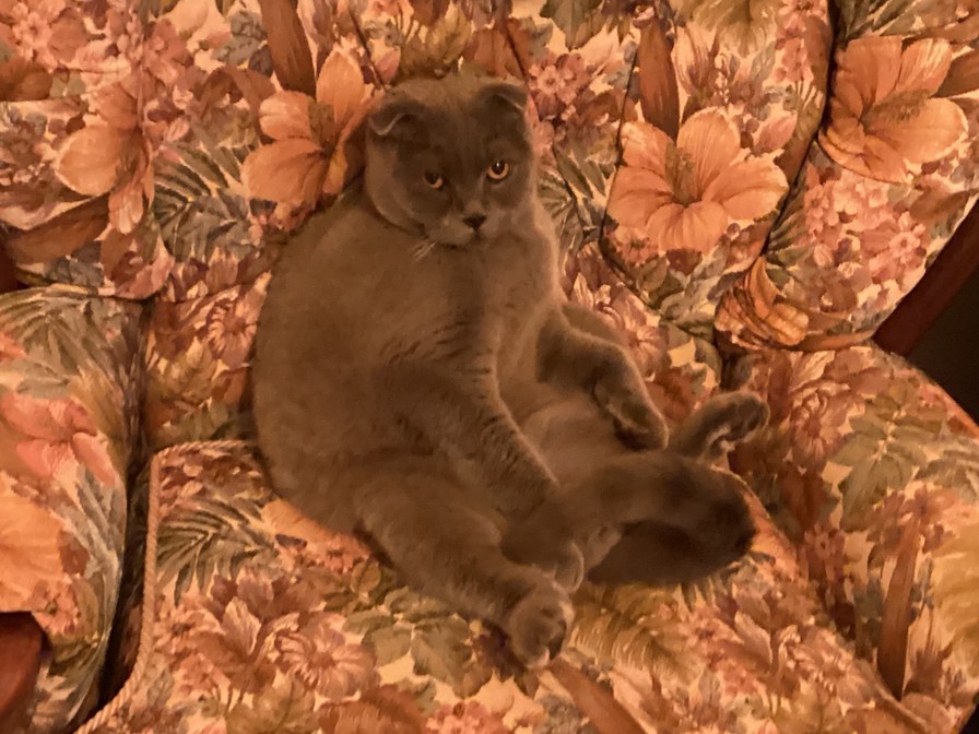 My cat thinks it’s a human. - meme