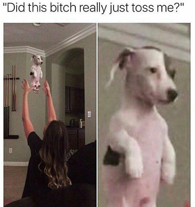 Did she just toss her dog - meme