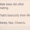Save the Beez