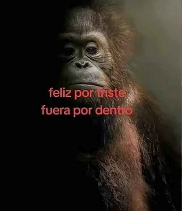 Meme