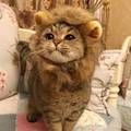 He wants to be a lion
