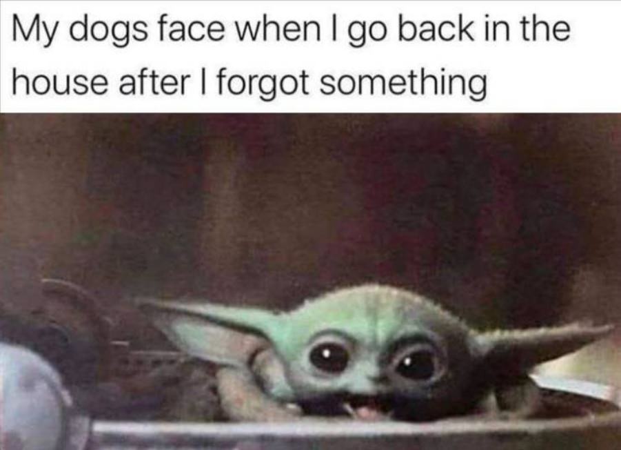 Doggo - meme