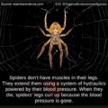Spider don't have muscles