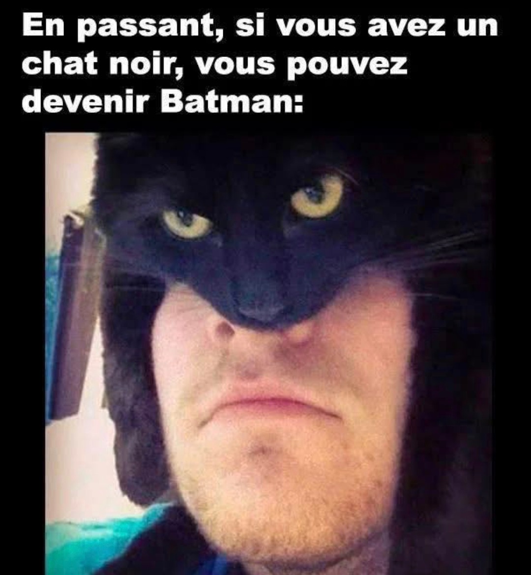 Si t’as un chat noir chez toi tu peux littéralement devenir Batman - meme