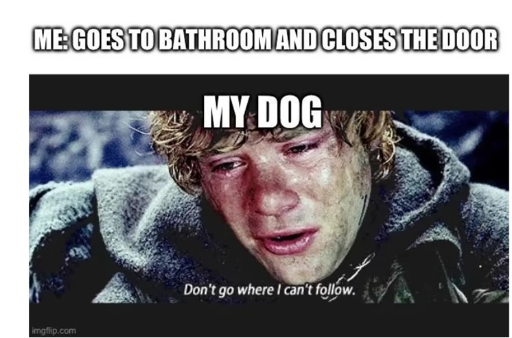 Dogs when you close the bathroom door - meme