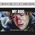 Dogs when you close the bathroom door