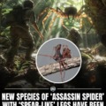New Assassin spider discovered in Australia