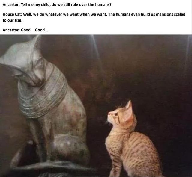 Cat supremacy - meme